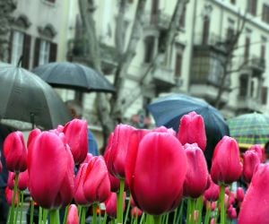 april showers tulips
