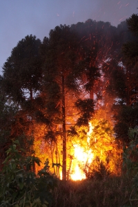 forest fire  - fire bans